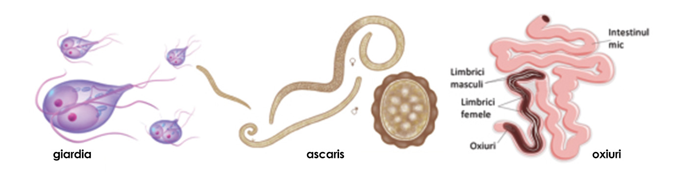 Dieta pentru tratamentul viermilor la adulți, Oxiurii - paraziti intestinali Regim in oxiuri